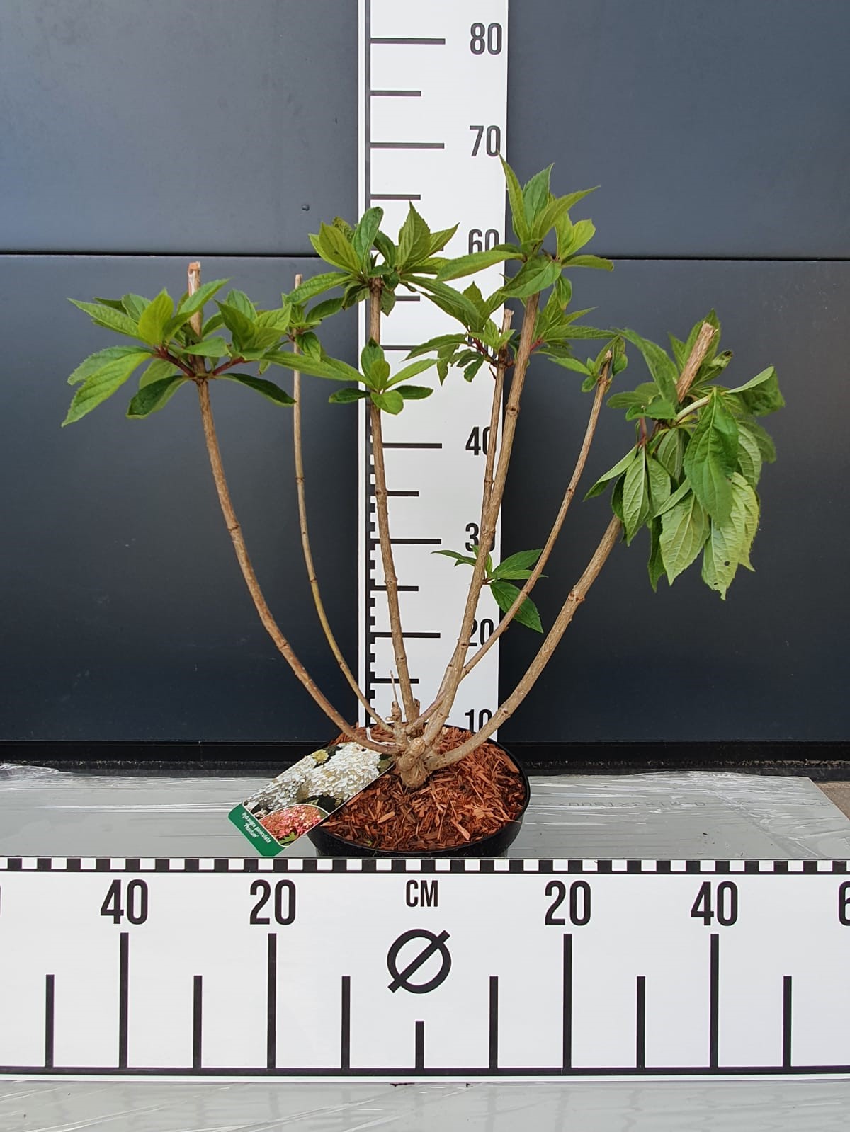 Гортензия метельчатая Фантом